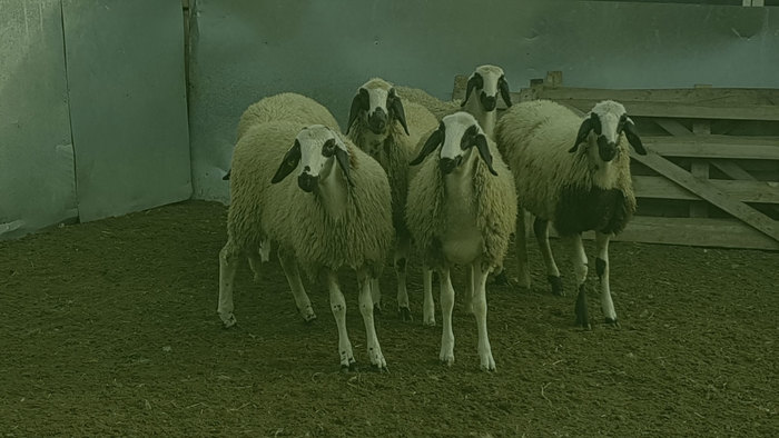 СНЦОР на Маришките овце