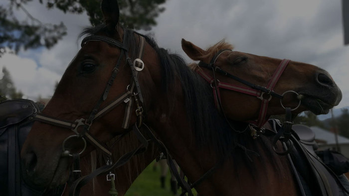 Equestrian Center “Stella”